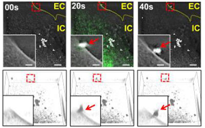 Mitochondrial secretion captured by Nanolive’s live cell imaging in new Cell Metabolism Paper
