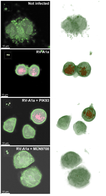 Label free digital holo-tomographic microscopy reveals virus-induced cytopathic effects in live cells