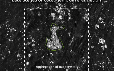 Capturing the deposition and early growth of bone that occur during osteogenic differentiation