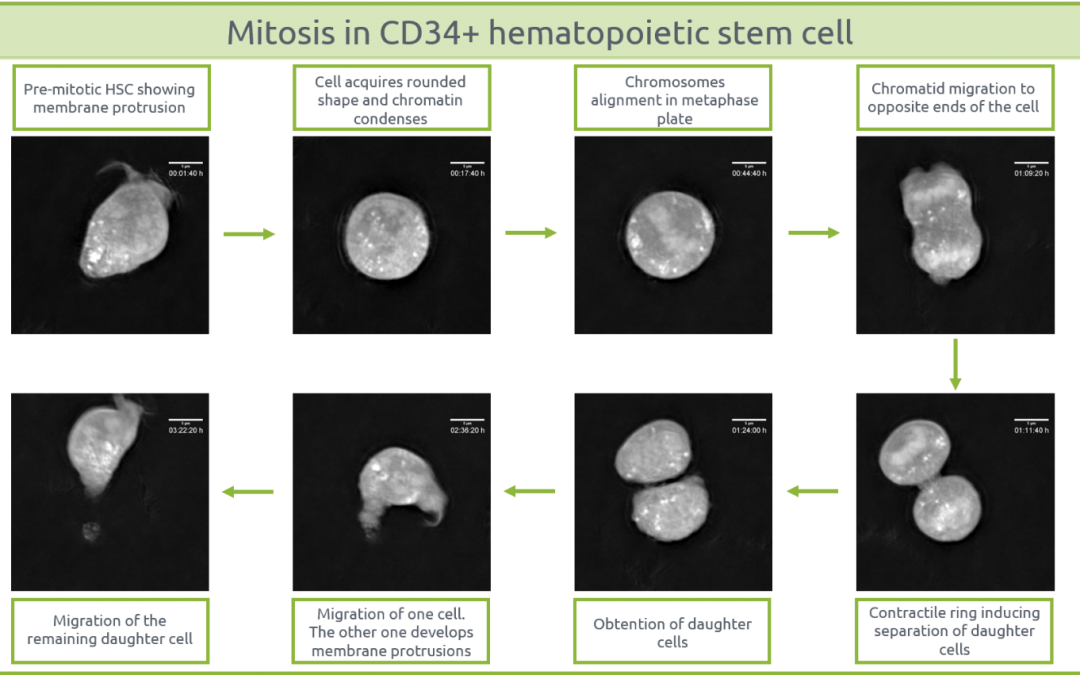 Division in CD34+ Human Cord Blood Hematopoietic stem/progenitor cells