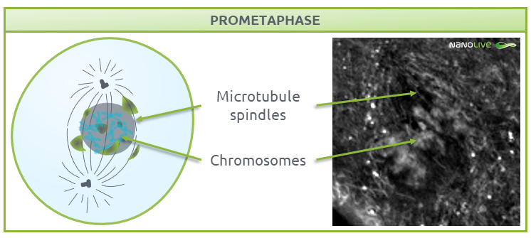 Phases of mitosis: Figure 5. Signature structures of the cell in prometaphase