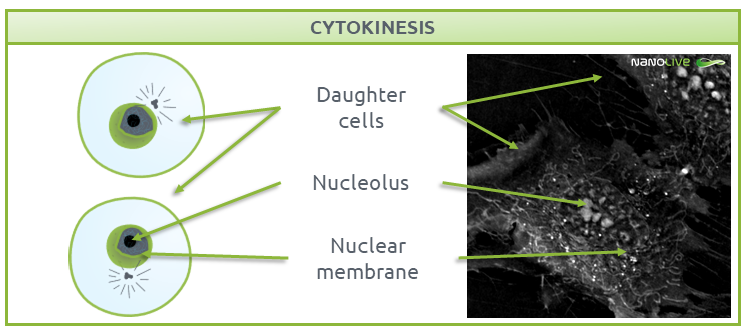 Phases of Mitosis: cytokinesis