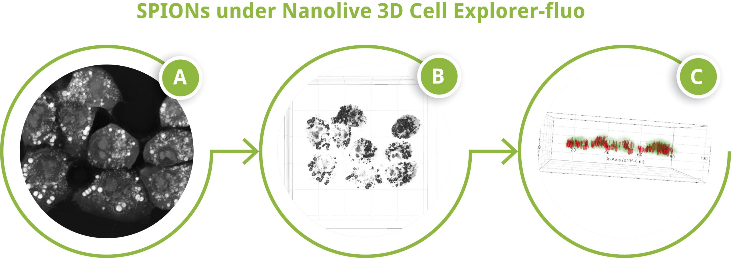 SPIONs under Nanolive 3D Cell Explorer-fluo