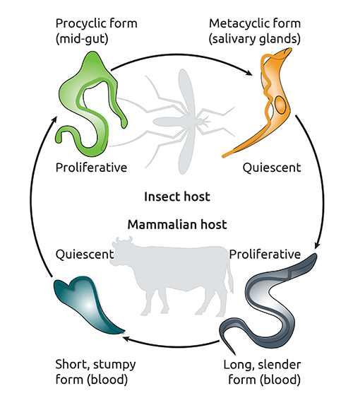Host pathogen interactions in Animal African trypanosomosis (AAT)