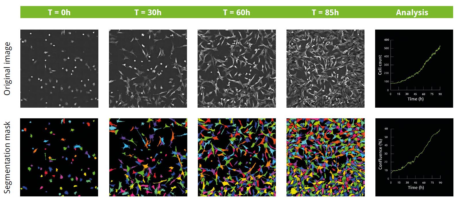 Image 1 - Unperturbed 3T3-derived pre-adipocyte cells label-free live cell imaging for 90h