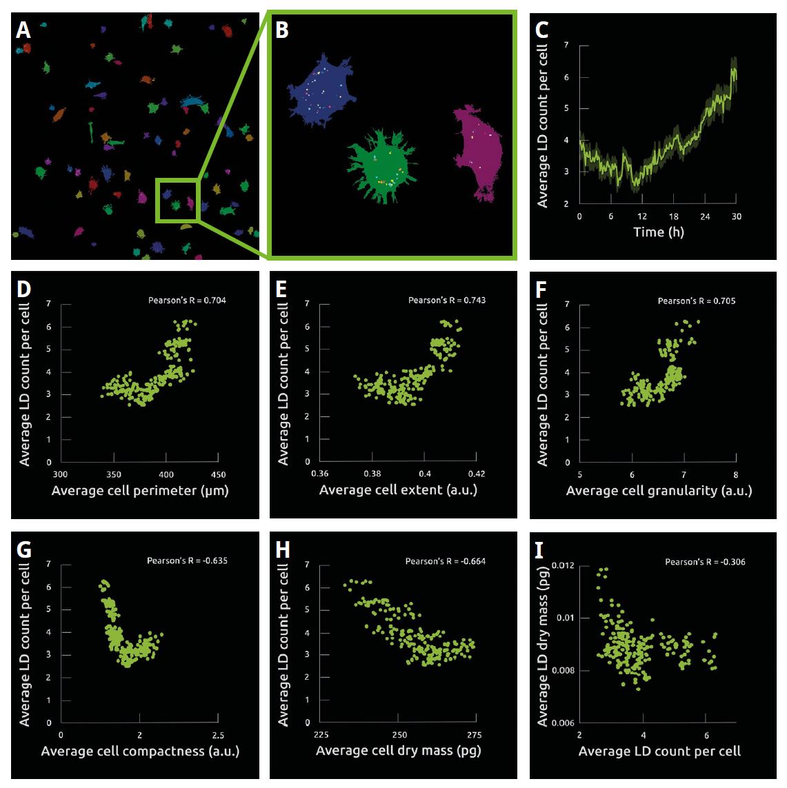 Image 2 - Quantifying LD dynamics at single cell level