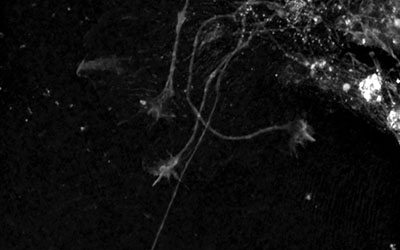 Investigating the morphology and branching properties of serotonergic axons