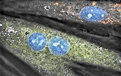 Bioenergetics Consequences of Mitochondrial Transplantation in Cardiomyocytes