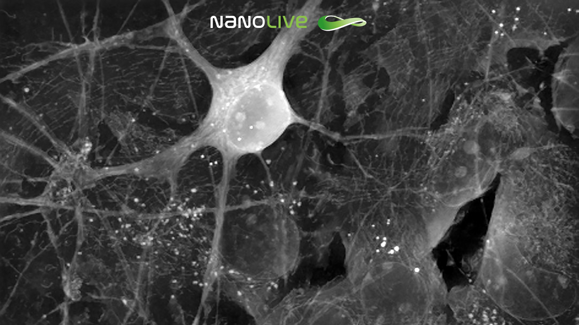 Neuron on carpet of astrocytes 3D Cell Explorer-fluo