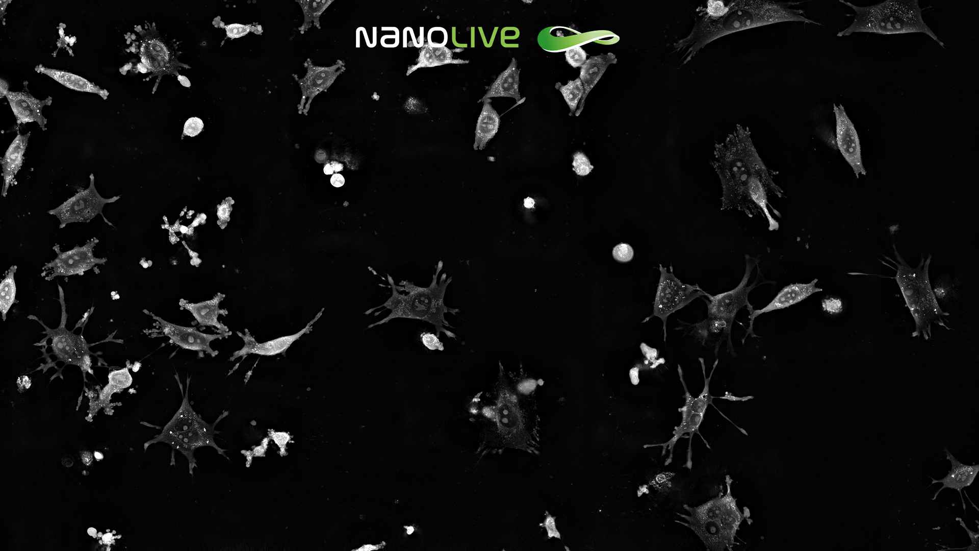Rotenone perturbation in 3T3-derived pre-adipocyte cells CX-A