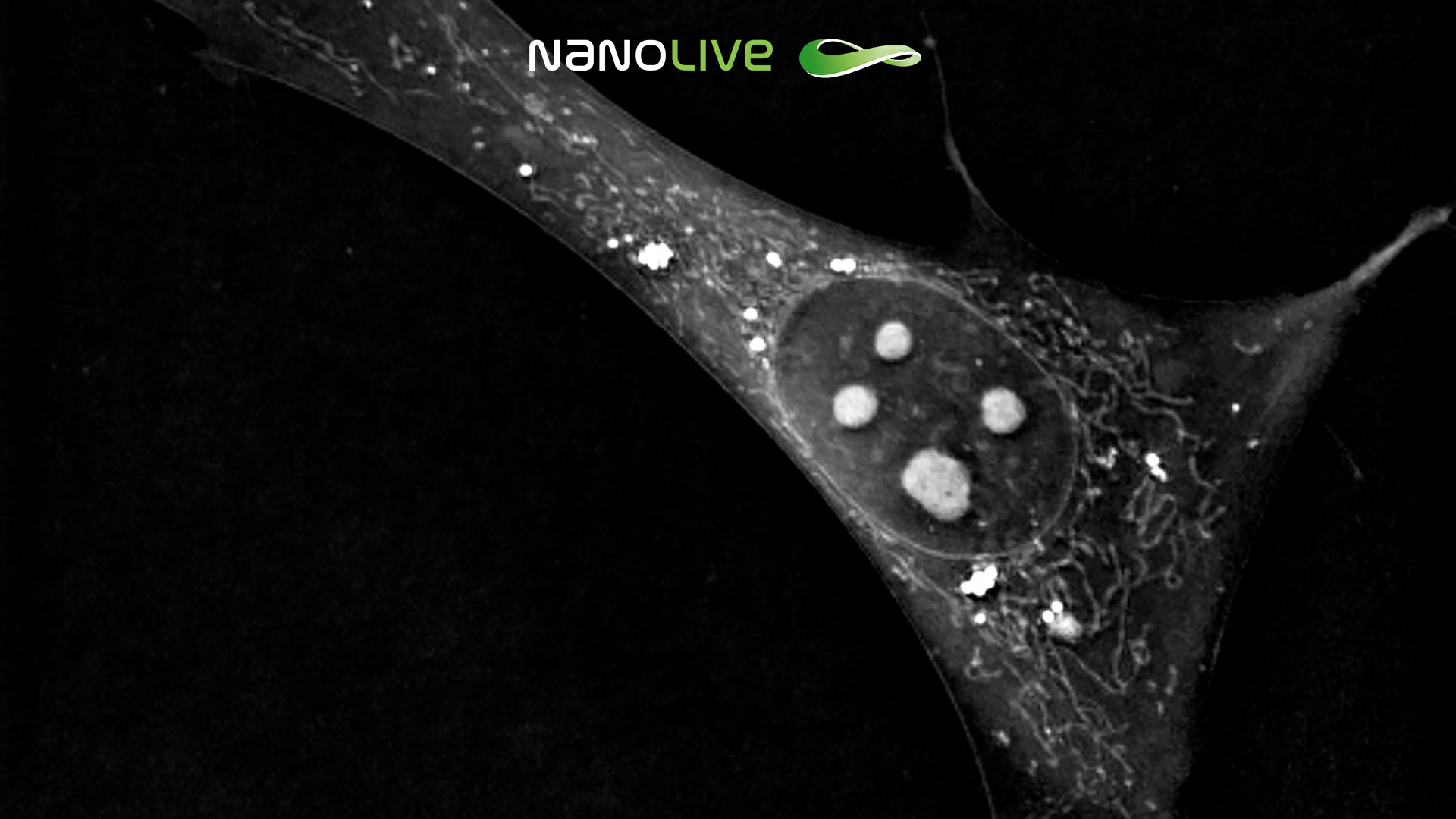 Unperturbed 3T3-derived preadipocyte cells (nucleoli) 3D Cell Explorer