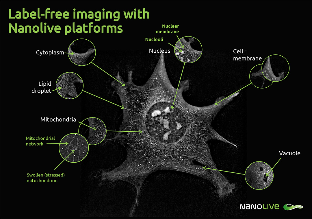 Nanolive's organelle guide, label-free imaging 