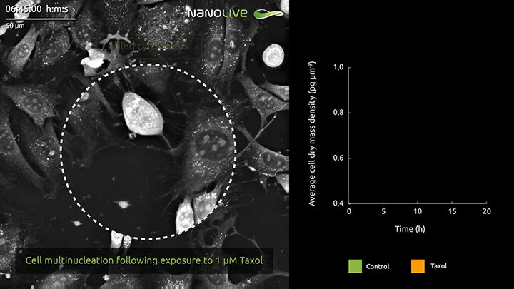 It’s a mitotic catastrophe! Nanolive imaging captures spectacular multinucleation in real time after exposure to Taxol