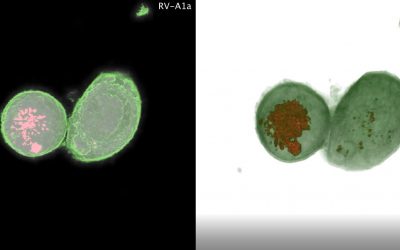 Nanolive Imaging enables scientists to study how different viruses infect living cells